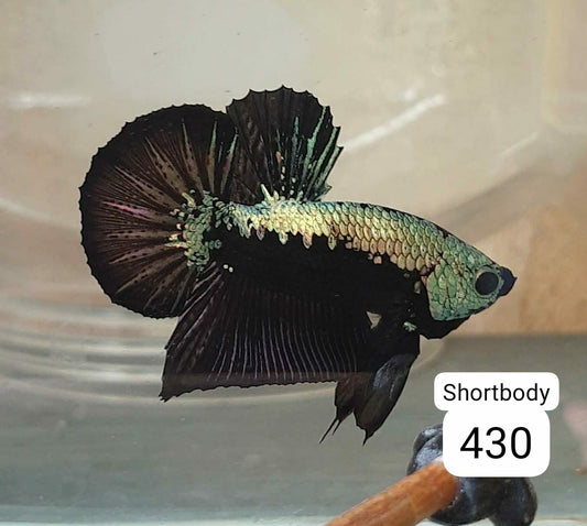 HMPK Betta Splendens #T430 by ivenbetta