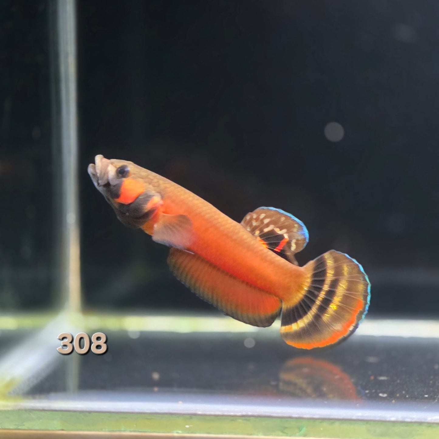 Macrostoma Male (IB308) Show Grade by ivenbetta