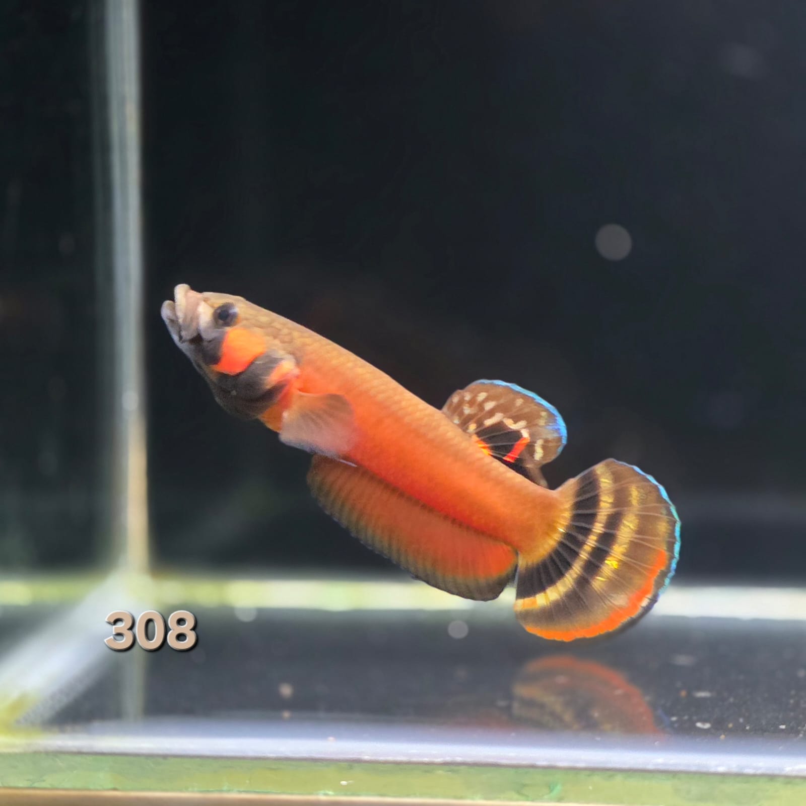 Macrostoma Male (IB308) Show Grade by ivenbetta