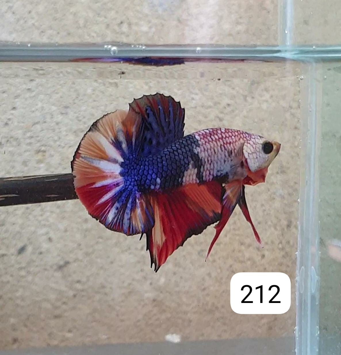 HMPK Betta Splendens #T212 by ivenbetta