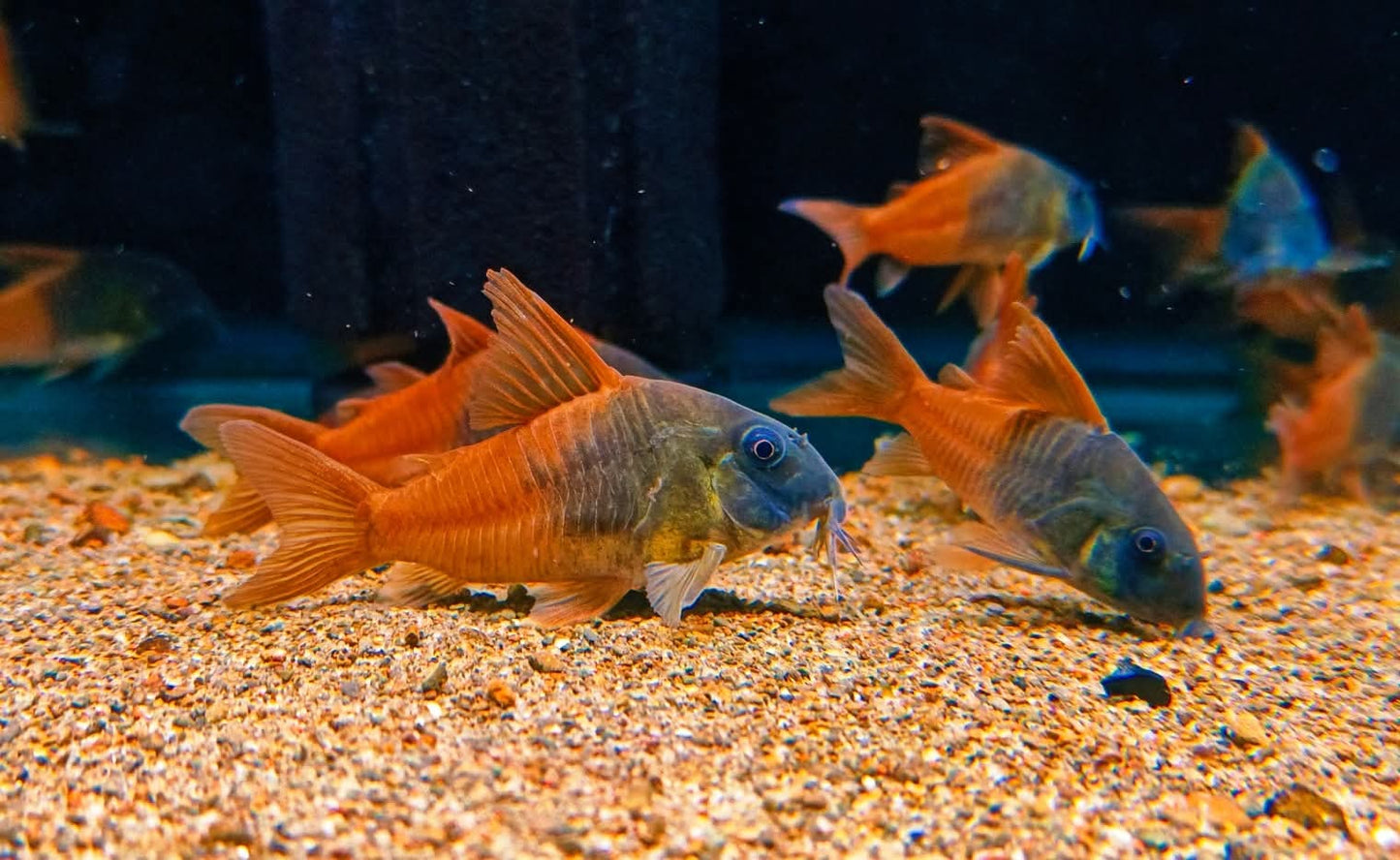 Hoplisoma sp. Rio Tomo CW217 by Iven Betta