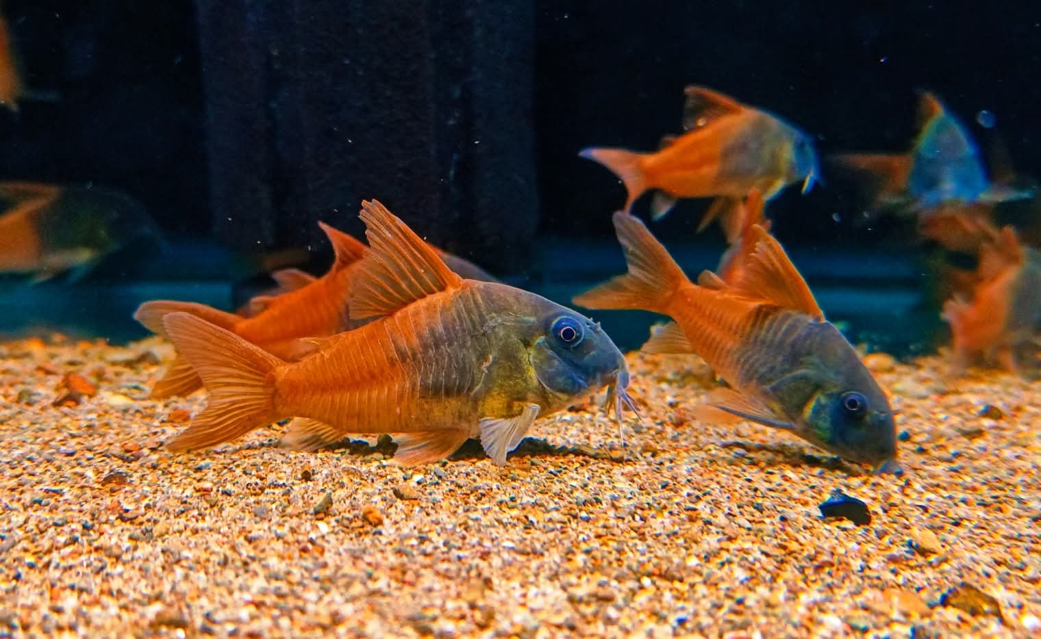 Hoplisoma sp. Rio Tomo CW217 by Iven Betta