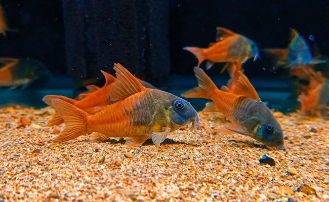Hoplisoma sp. Rio Tomo CW217 by Iven Betta