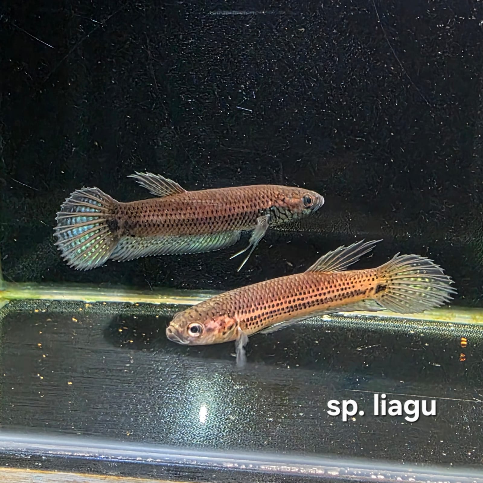 Betta cf. Unimaculata sp. Liagu by Iven Betta