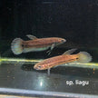 Betta cf. Unimaculata sp. Liagu by Iven Betta