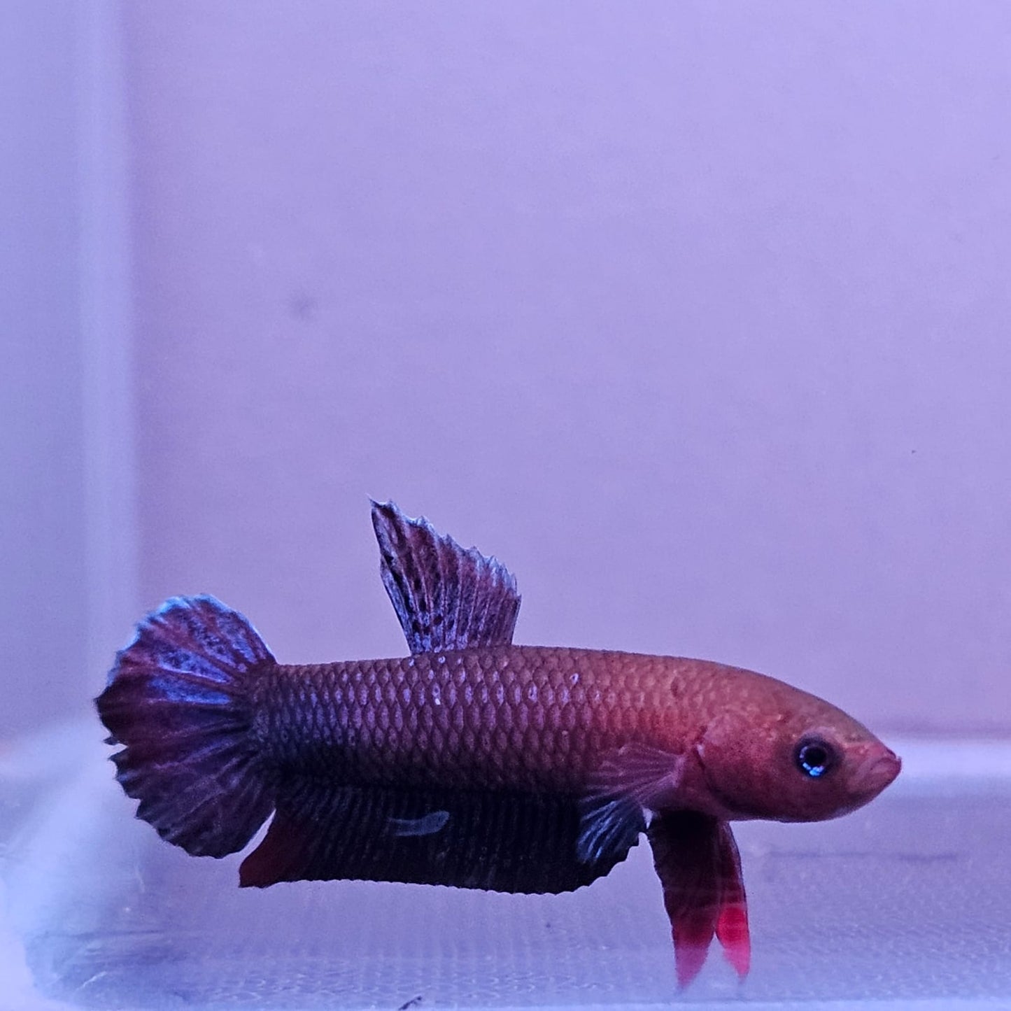 Betta cf. Persephone by Iven Betta