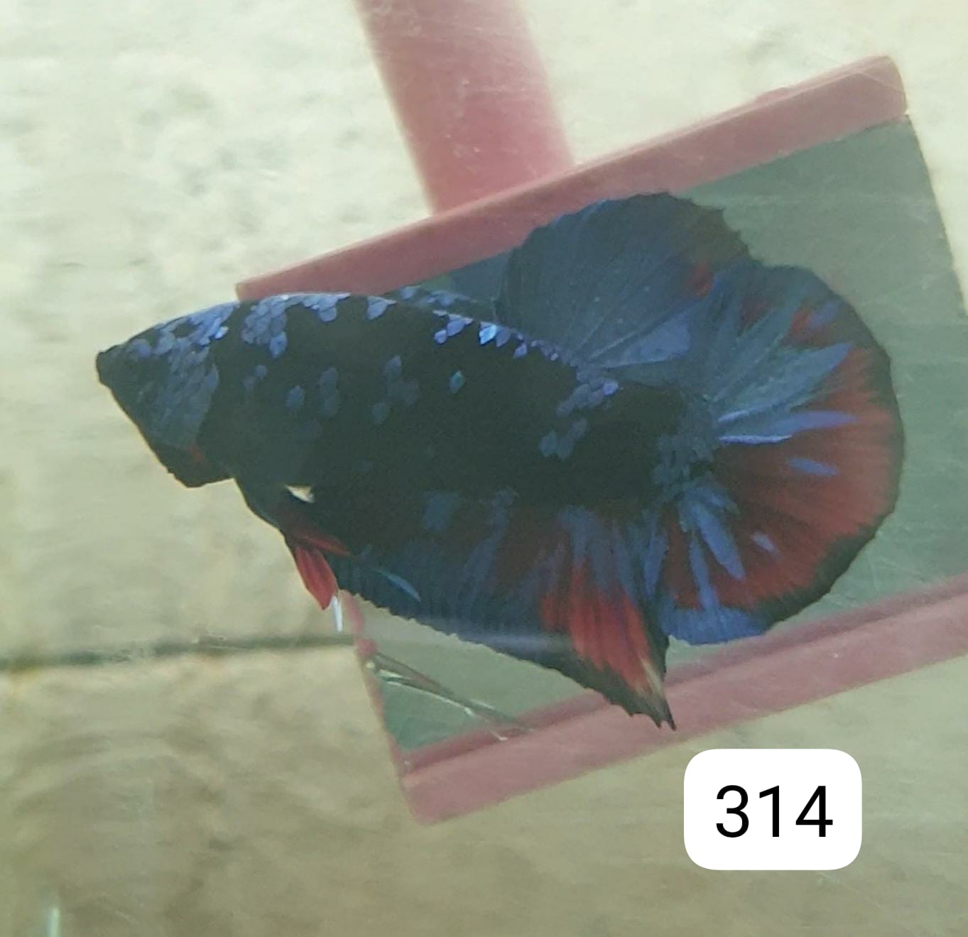 HMPK Betta Splendens #T314 by ivenbetta