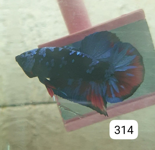 HMPK Betta Splendens #T314 by ivenbetta