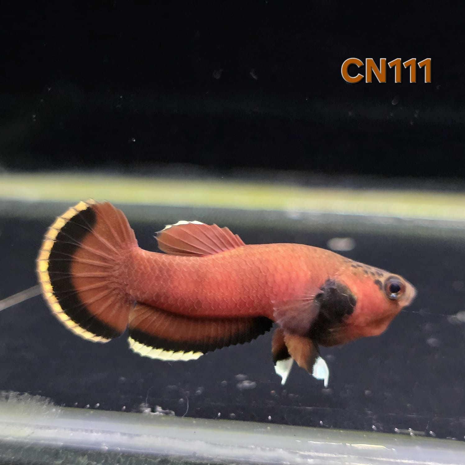 Channoides Male (CN111) by ivenbetta