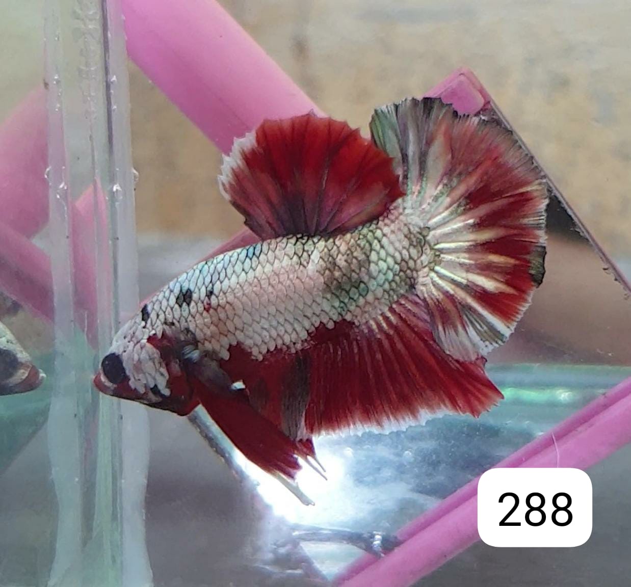 HMPK Betta Splendens #T288 by ivenbetta