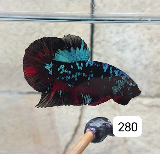 HMPK Betta Splendens #T280 by ivenbetta