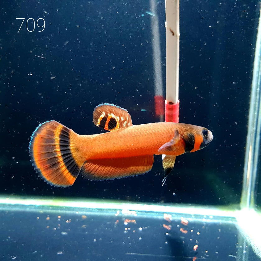 Macrostoma Male (M709) by ivenbetta