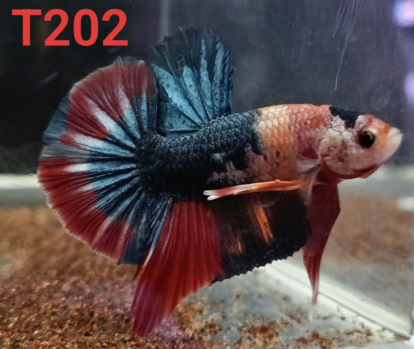 HMPK Betta Splendens #T202 by ivenbetta