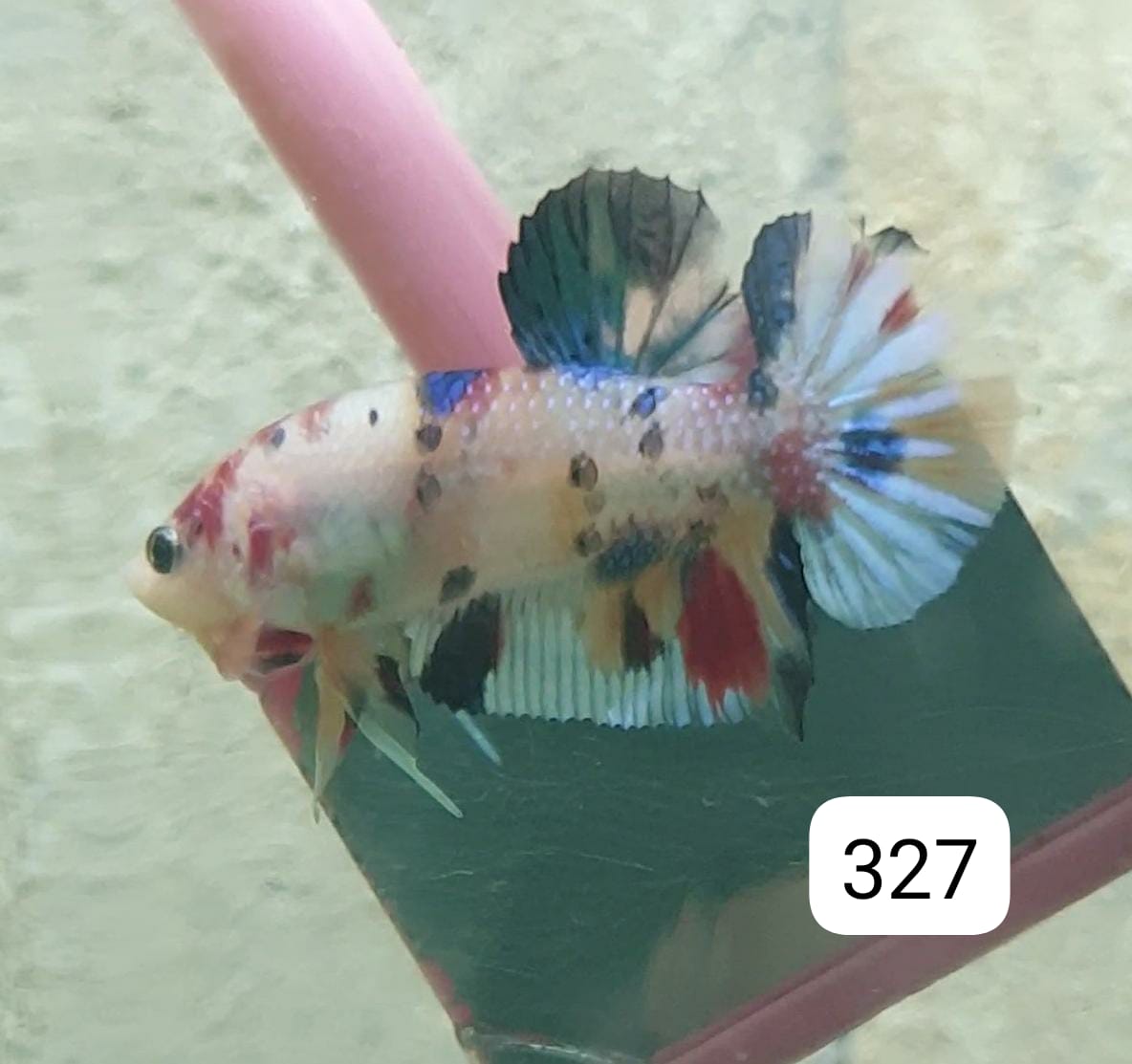 HMPK Betta Splendens #T327 by ivenbetta
