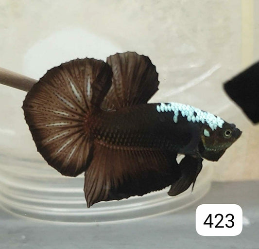 HMPK Betta Splendens #T423 by ivenbetta