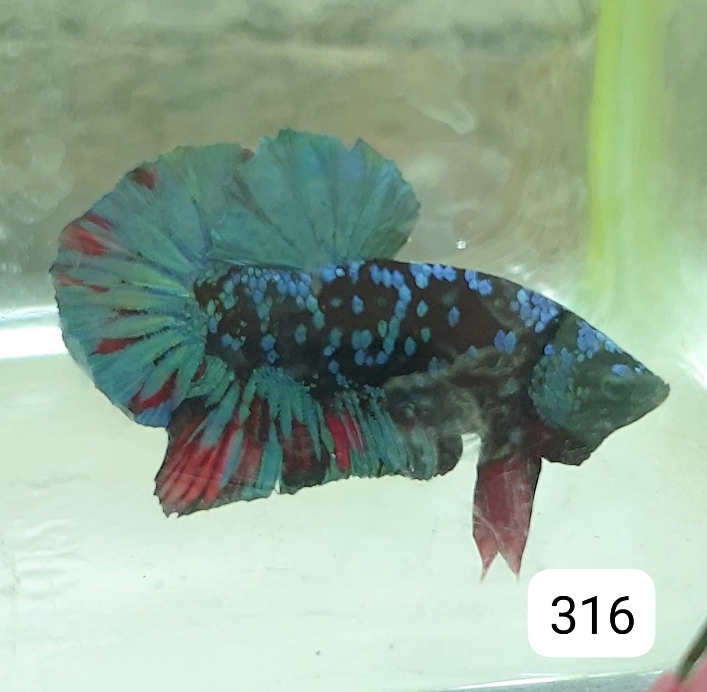HMPK Betta Splendens #T316 by ivenbetta