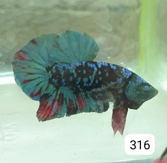 HMPK Betta Splendens #T316 by ivenbetta