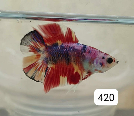 HMPK Betta Splendens #T420 by ivenbetta