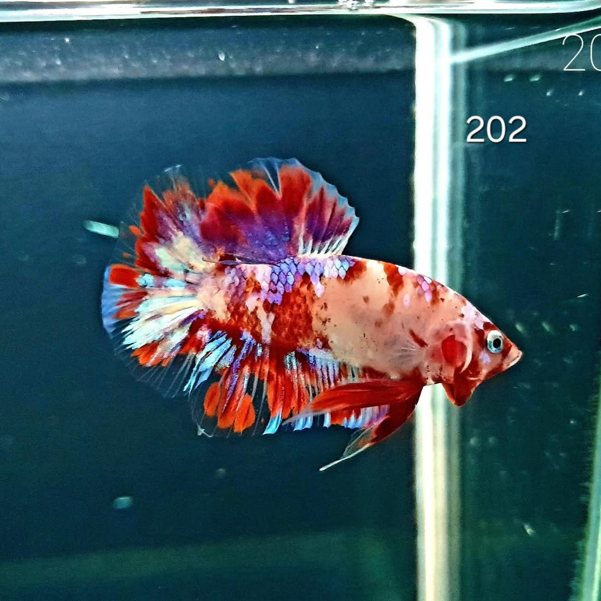 HMPK Betta Splendens #T202 by ivenbetta