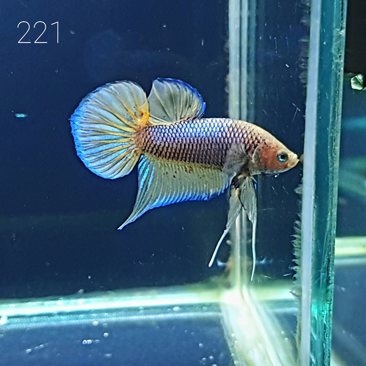 HMPK Betta Splendens #T221 by ivenbetta