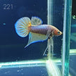 HMPK Betta Splendens #T221 by ivenbetta