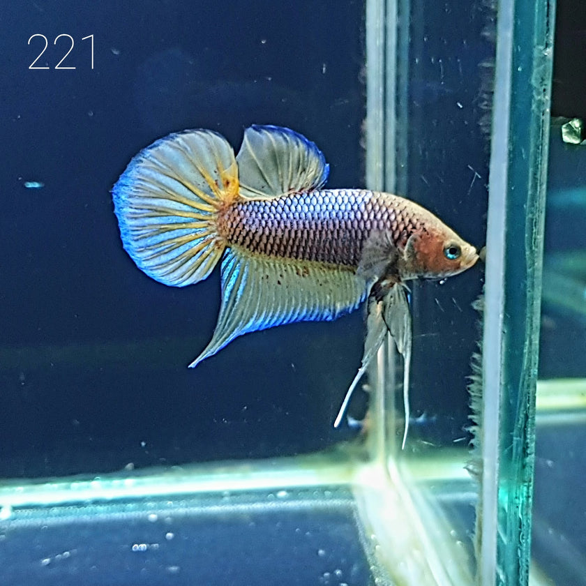 HMPK Betta Splendens #T221 by ivenbetta