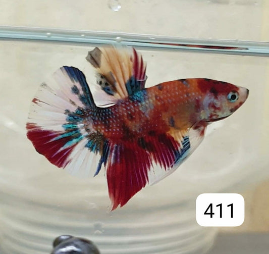 HMPK Betta Splendens #T411 by ivenbetta