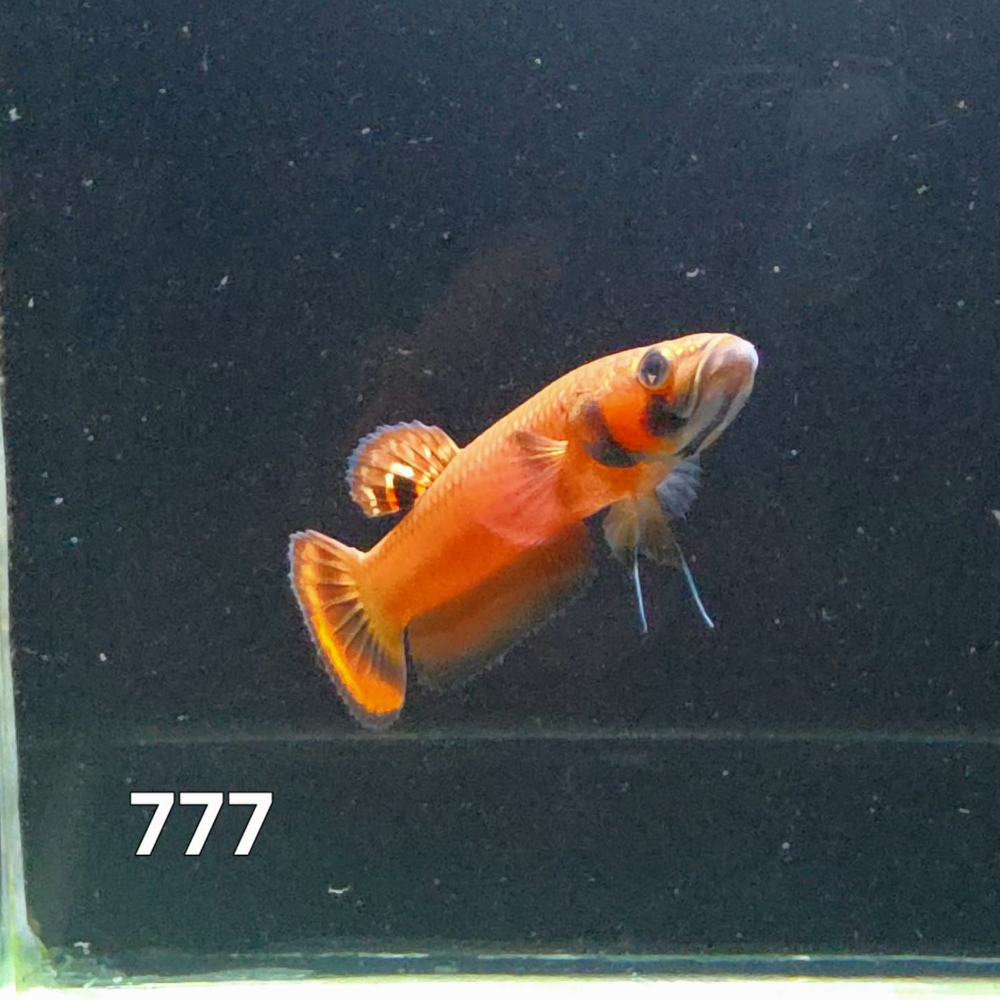 Macrostoma Male (IB777) by ivenbetta
