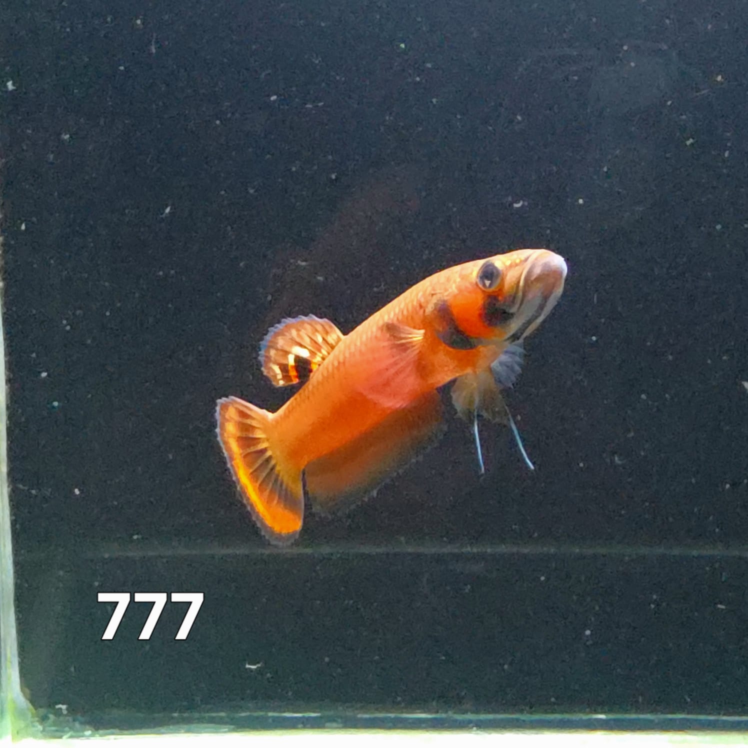 Macrostoma Male (IB777) by ivenbetta