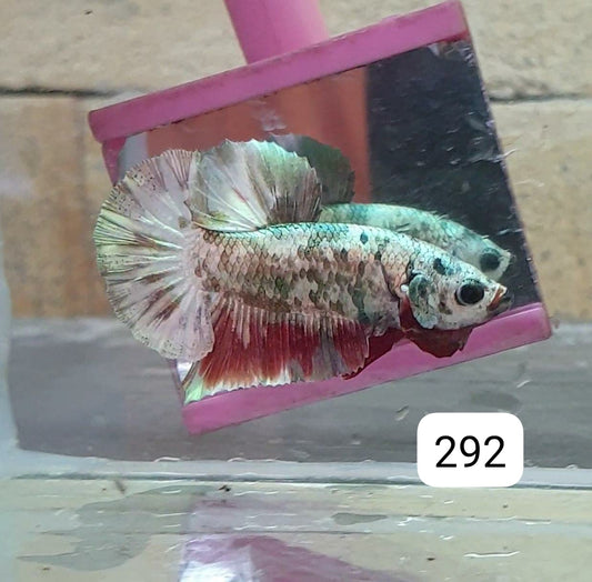 HMPK Betta Splendens #T292 by ivenbetta