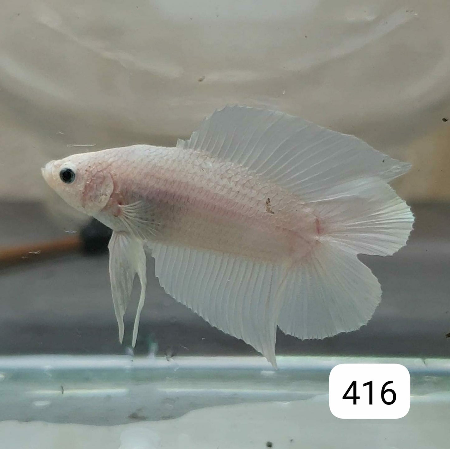 HMPK Betta Splendens #T416 by ivenbetta