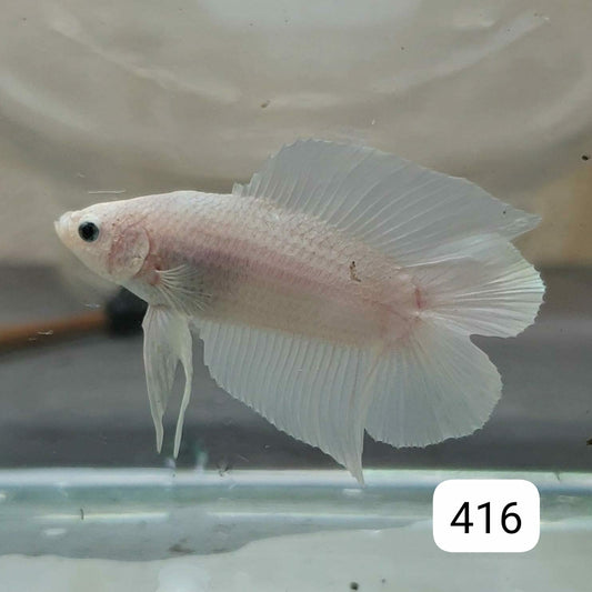 HMPK Betta Splendens #T416 by ivenbetta