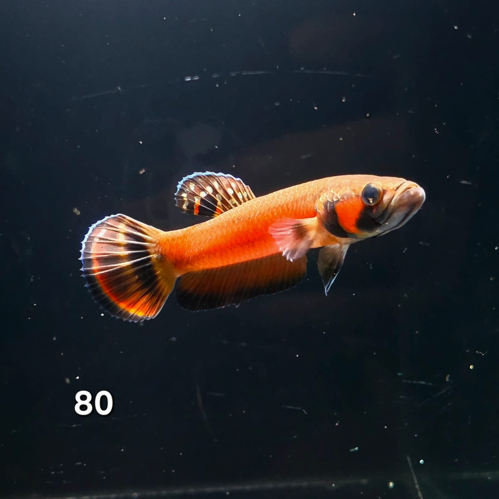 Macrostoma Male (IB080) by ivenbetta