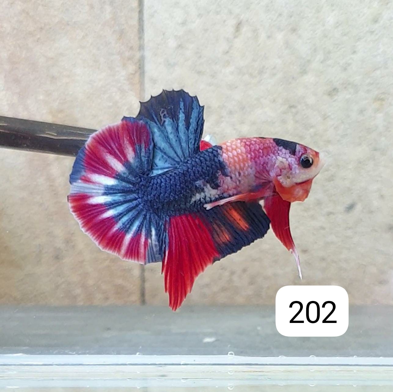 HMPK Betta Splendens #T202 by ivenbetta