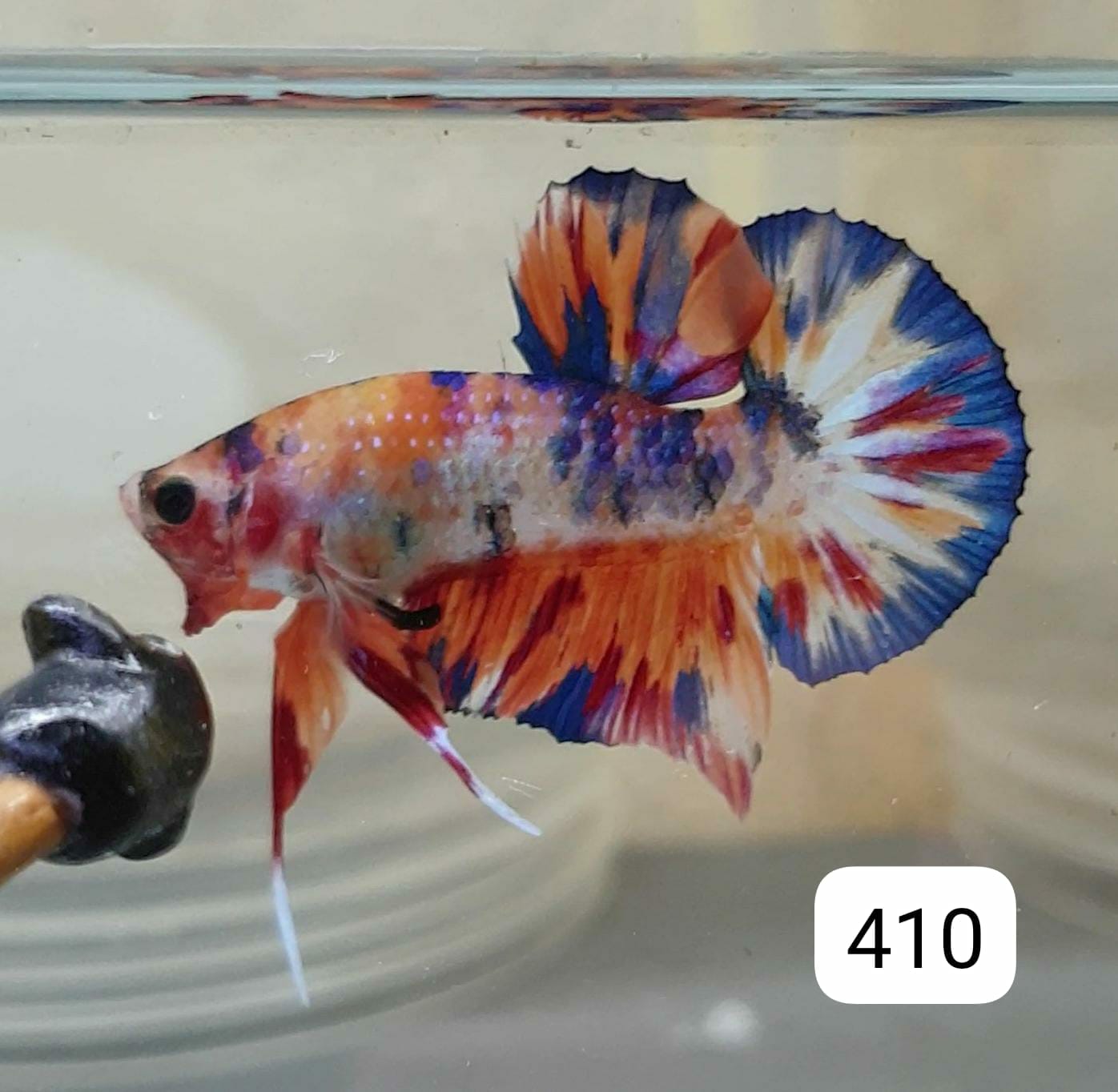 HMPK Betta Splendens #T410 by ivenbetta