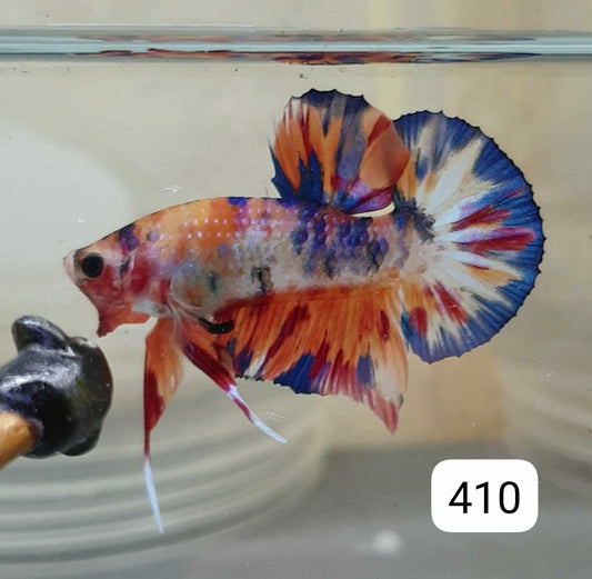 HMPK Betta Splendens #T410 by ivenbetta