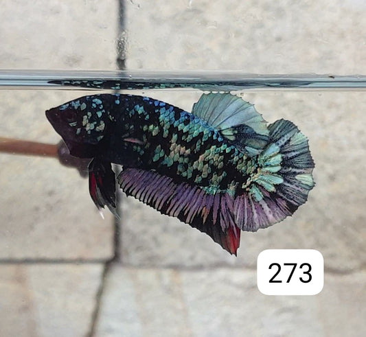 HMPK Betta Splendens #T273 by ivenbetta