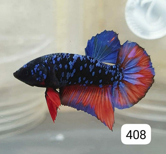 HMPK Betta Splendens #T408 by ivenbetta
