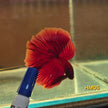 HM Betta Splendens #HM05 by ivenbetta