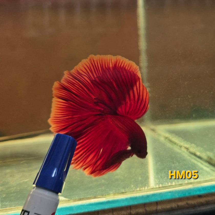 HM Betta Splendens #HM05 by ivenbetta
