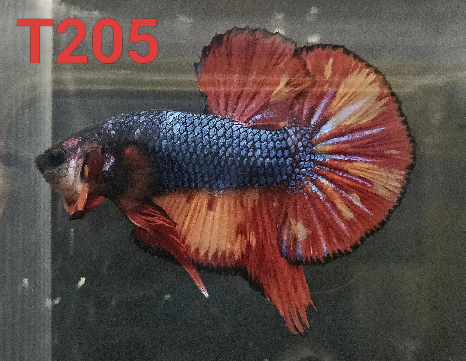 HMPK Betta Splendens #T205 by ivenbetta