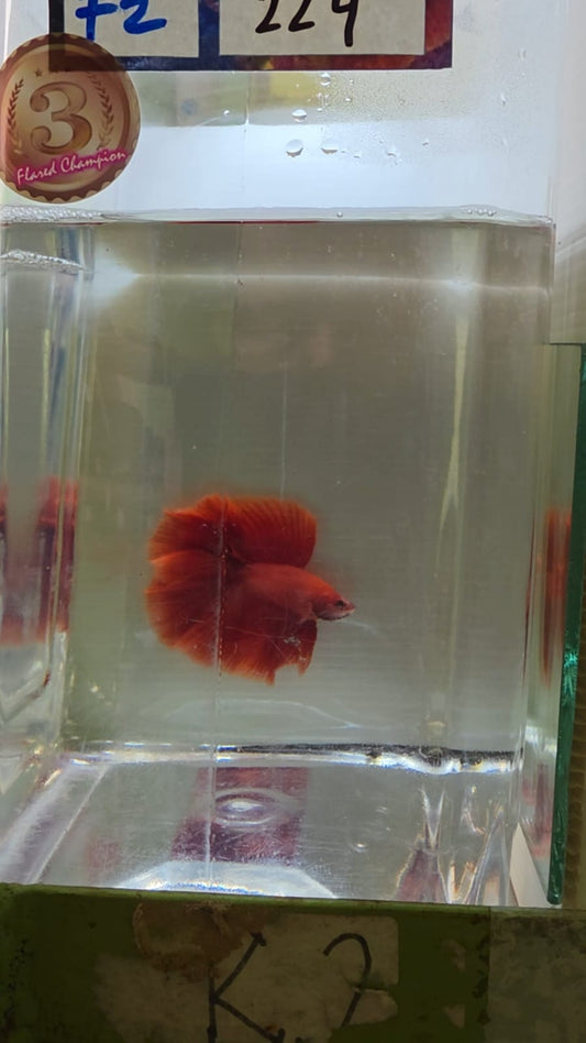 HM SHOW GRADE Betta Splendens (CG224) by ivenbetta