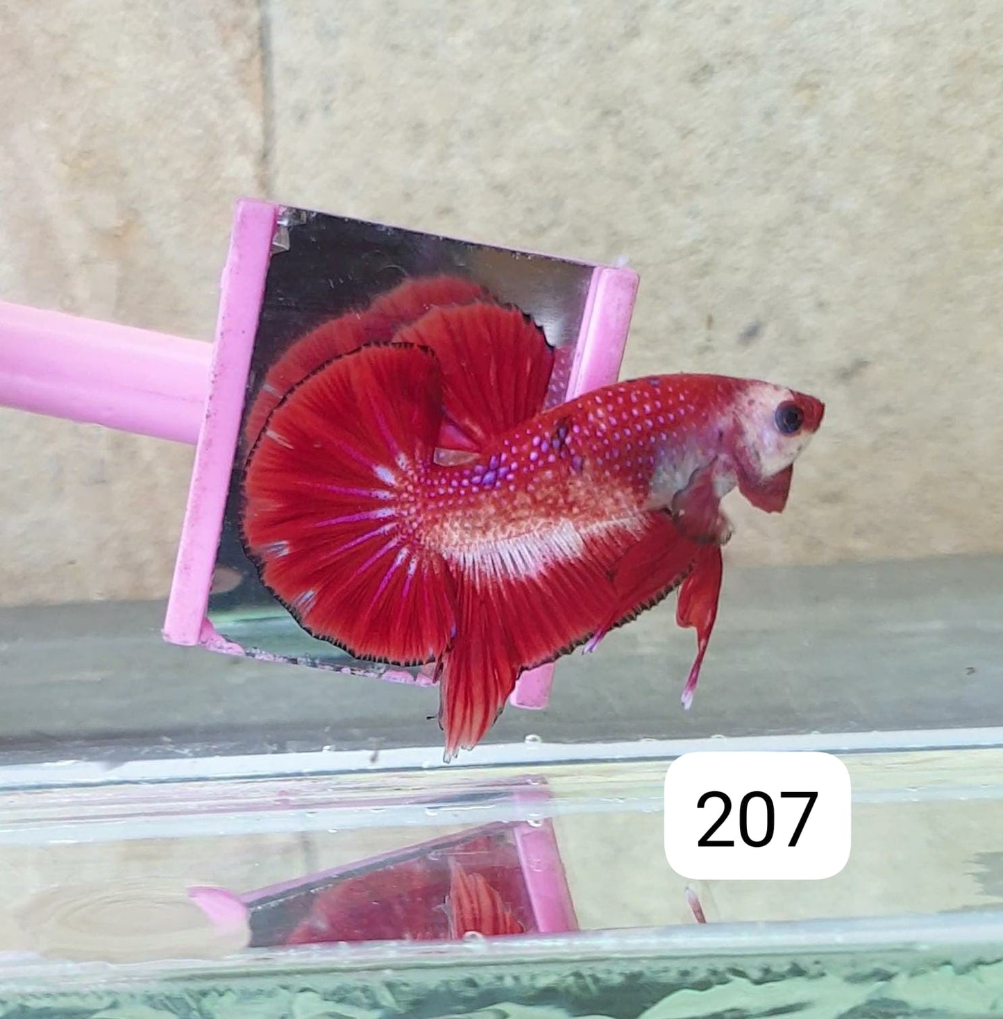 HMPK Betta Splendens #T207 by ivenbetta