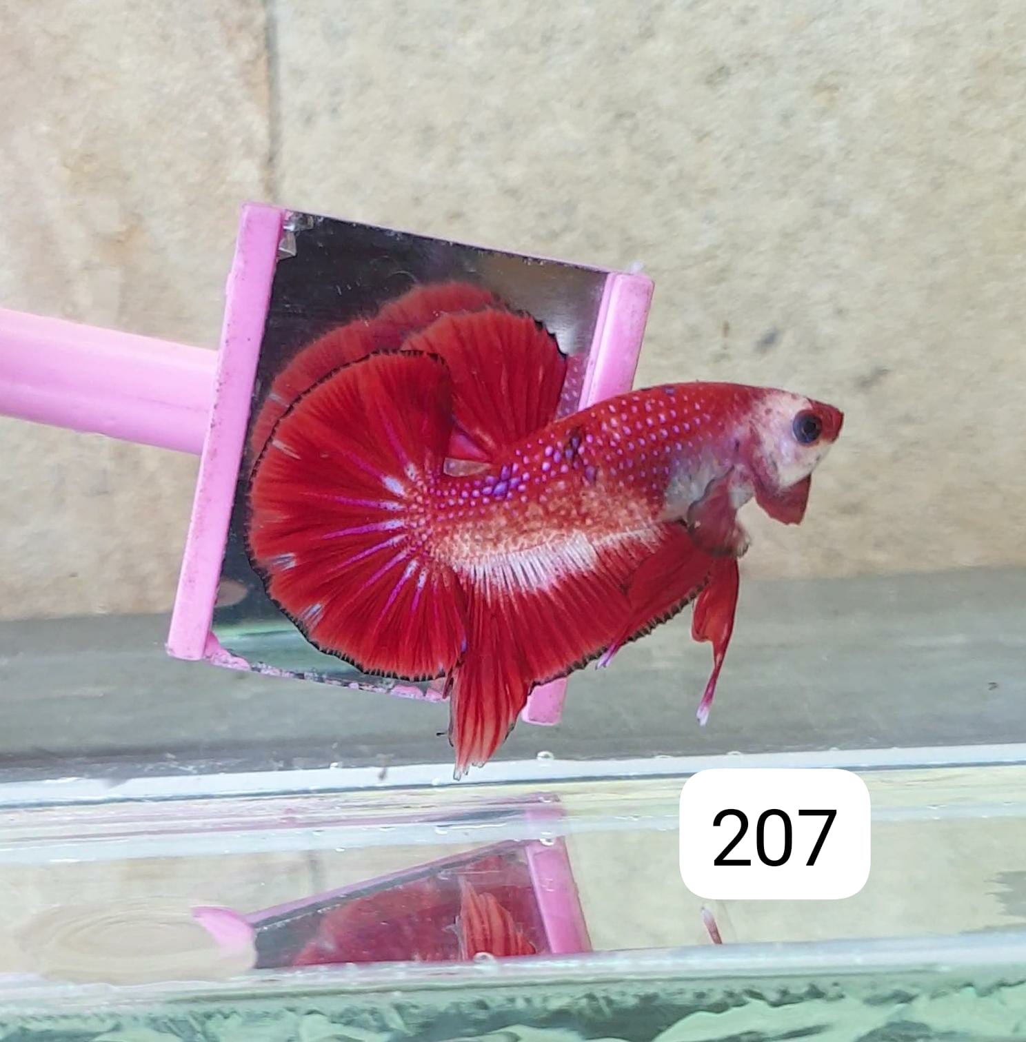 HMPK Betta Splendens #T207 by ivenbetta