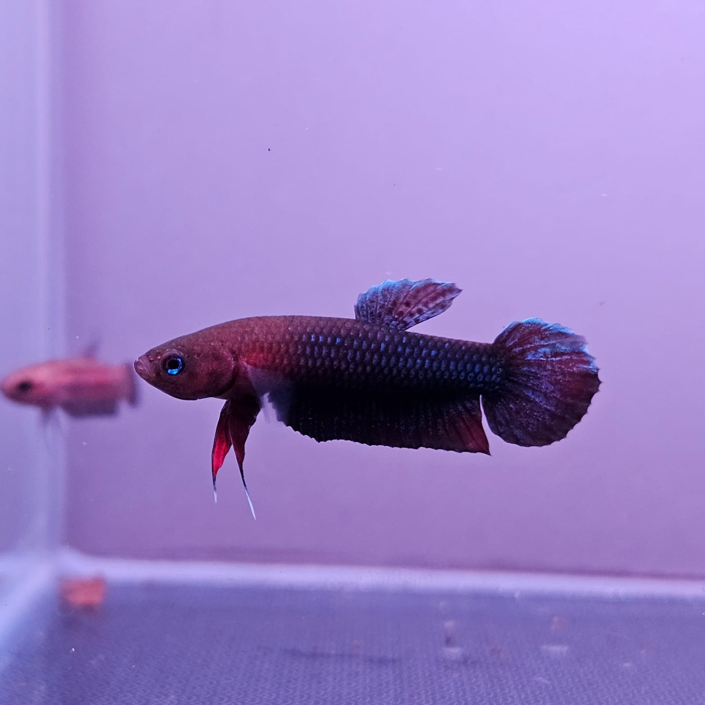Betta cf. Persephone by Iven Betta
