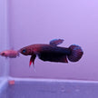 Betta cf. Persephone by Iven Betta