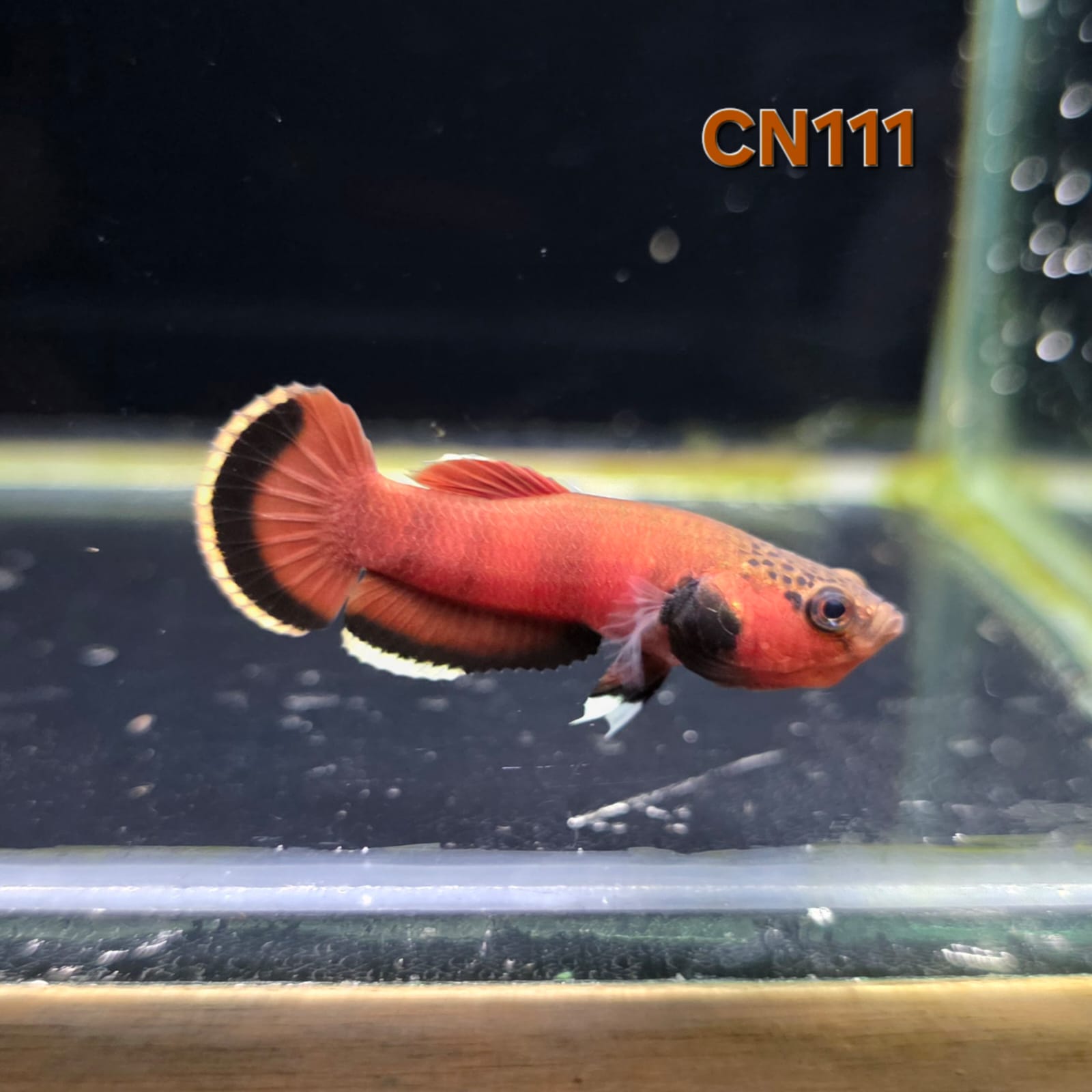 Channoides Male (CN111) by ivenbetta