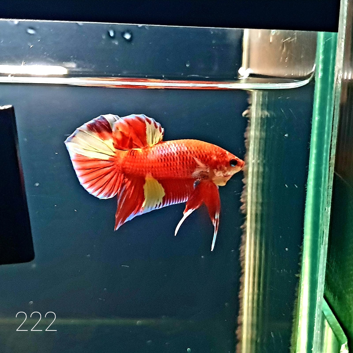 HMPK Betta Splendens #T222 by ivenbetta