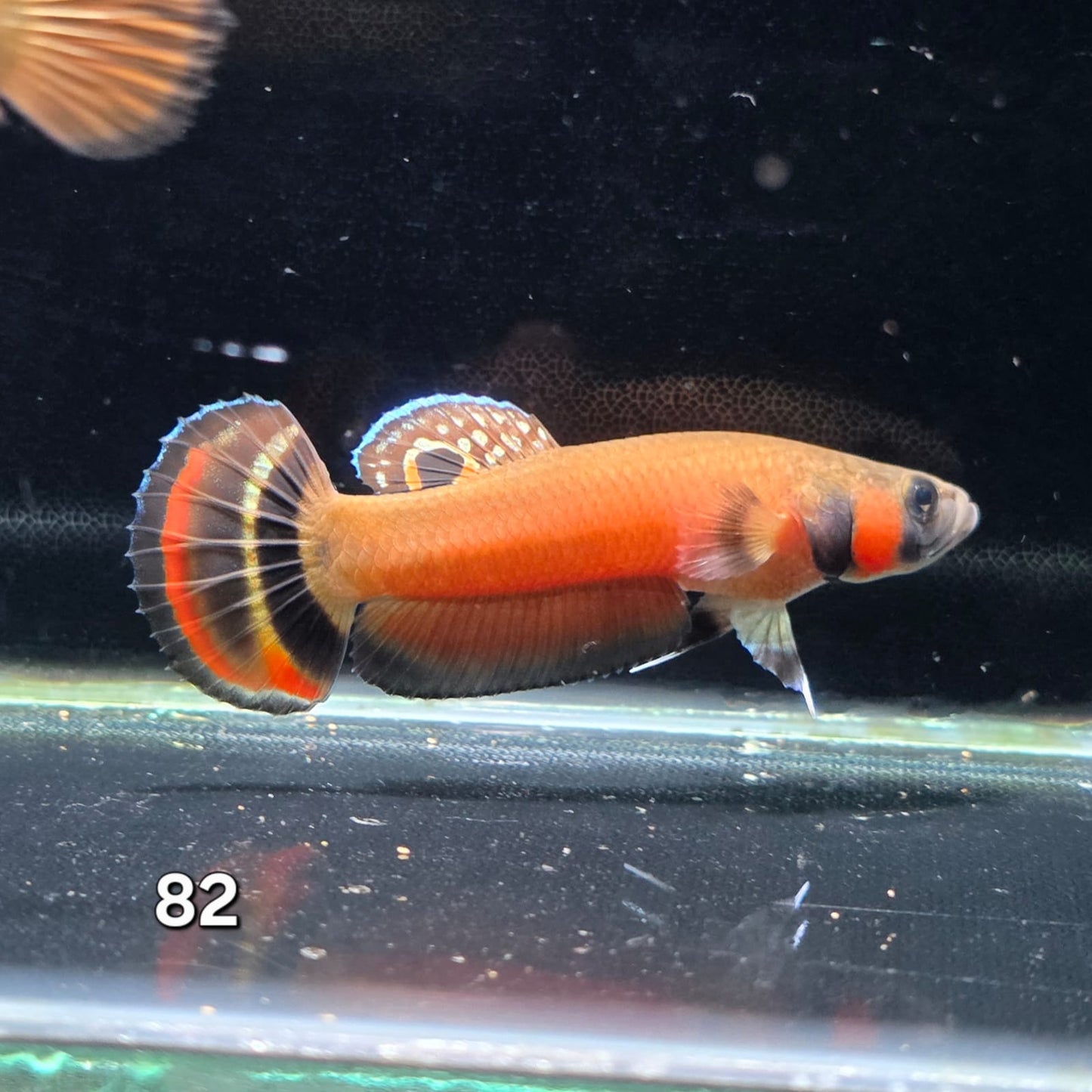 Macrostoma Male (IB082) by ivenbetta