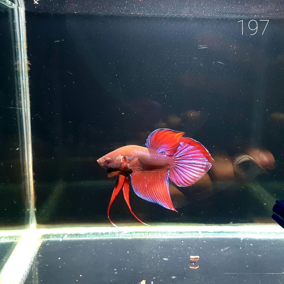 HMPK Betta Splendens #T197 by ivenbetta